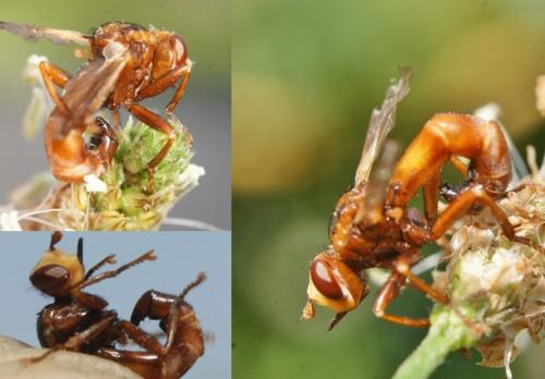 Réf. 330 775 : Sicus ferrugineus